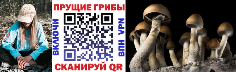 дарк нет наркотические препараты Фатеж Псилоцибиновые грибы ЛСД blacksprut вход
